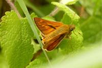 Ochlodes sylvanus