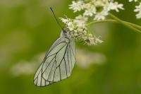 Aporia crataegi