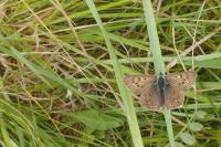 Lycaena tityrus