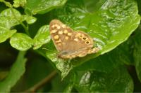 Pararge aegeria