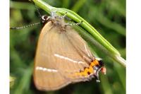 Satyrium w-album
