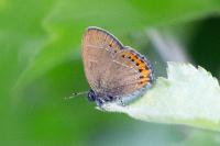 Satyrium pruni