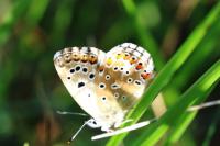 Lysandra bellargus