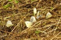 Pieris rapae
