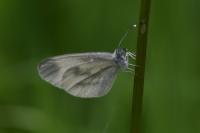 Leptidea sinapis