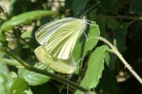 Pieris rapae