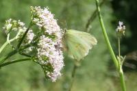 Gonepteryx rhamni