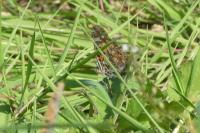 Vanessa cardui