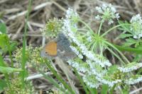 Coenonympha pamphilus