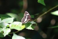 Limenitis camilla