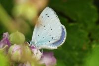 Celastrina argiolus