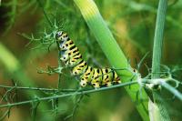 Papilio machaon