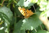 Polygonia c-album