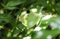 Pieris brassicae