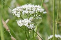 Pieris rapae