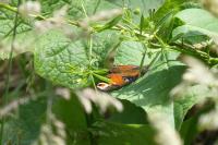 Aglais io
