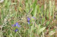 Papilio machaon