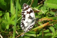 Melanargia galathea