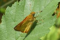Ochlodes sylvanus
