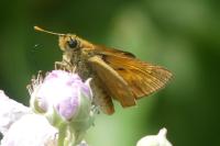 Ochlodes sylvanus