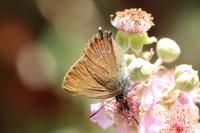 Satyrium ilicis