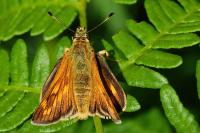 Ochlodes sylvanus