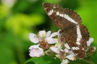 Limenitis camilla