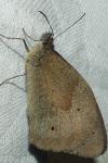 Maniola jurtina