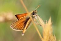 Thymelicus lineola