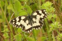 Melanargia galathea