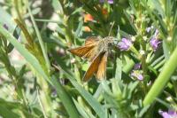 Thymelicus acteon