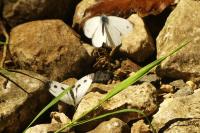 Pieris napi