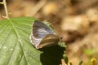 Celastrina argiolus
