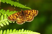 Melitaea athalia