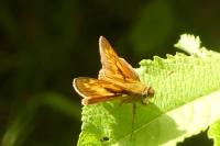 Ochlodes sylvanus