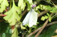 Pieris napi