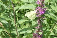 Gonepteryx rhamni