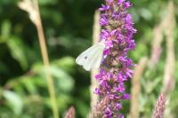 Pieris rapae