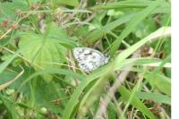 Melanargia galathea