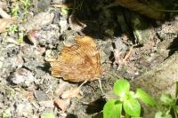 Polygonia c-album