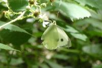 Pieris brassicae
