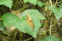 Maniola jurtina