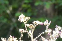 Papilio machaon
