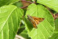 Ochlodes sylvanus