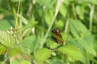 Aglais io