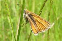 Thymelicus sylvestris