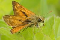 Ochlodes sylvanus