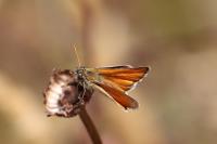 Thymelicus sylvestris