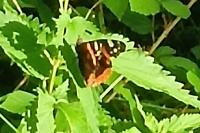 Vanessa atalanta