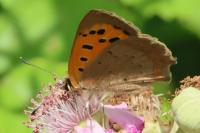 Lycaena phlaeas